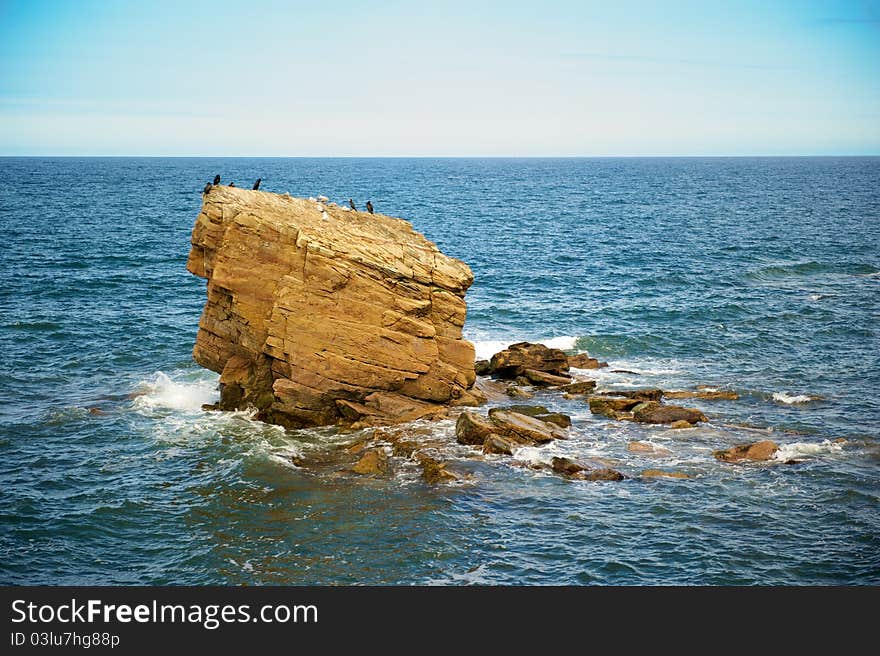 The Rock. Seabirds nesting on large rock on Northumberland coast