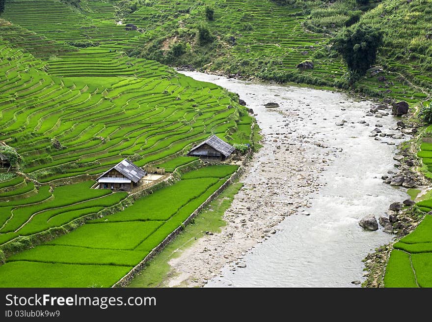 Green Terraced Rice Field in Sapa, Vietnam