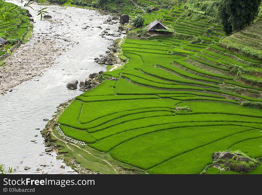 Green Terraced Rice Field in Sapa, Vietnam