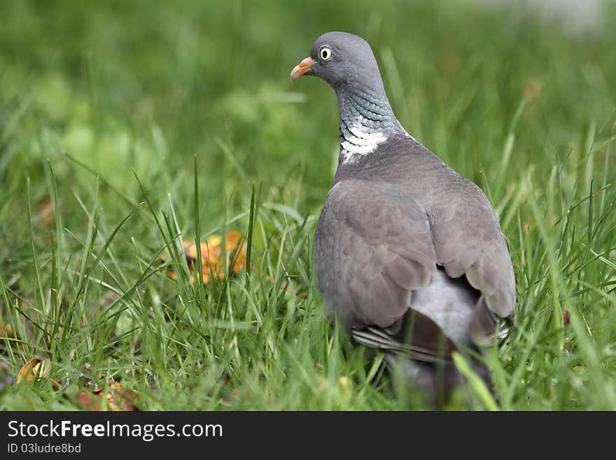 Domestic pigeon