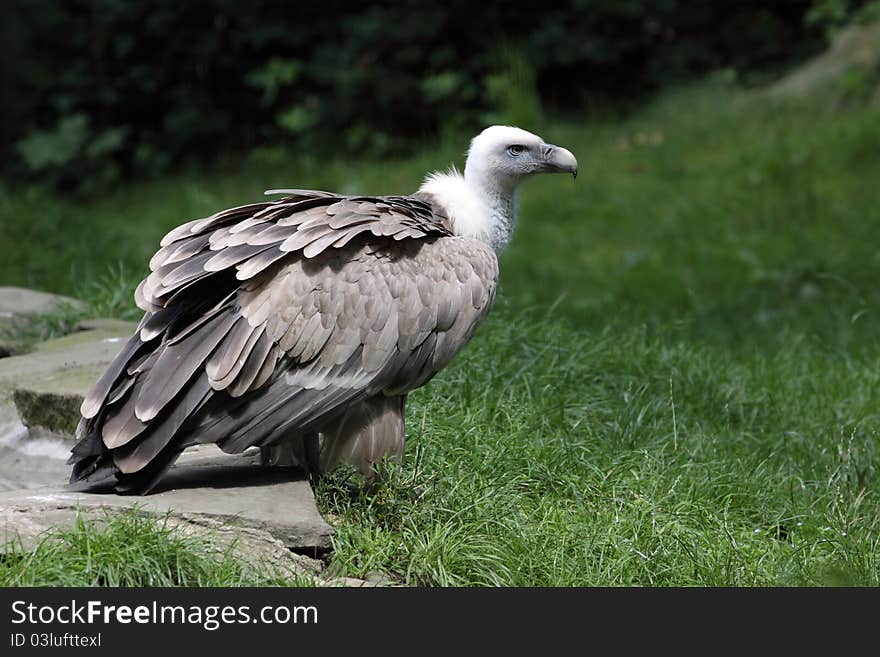 Griffon vulture