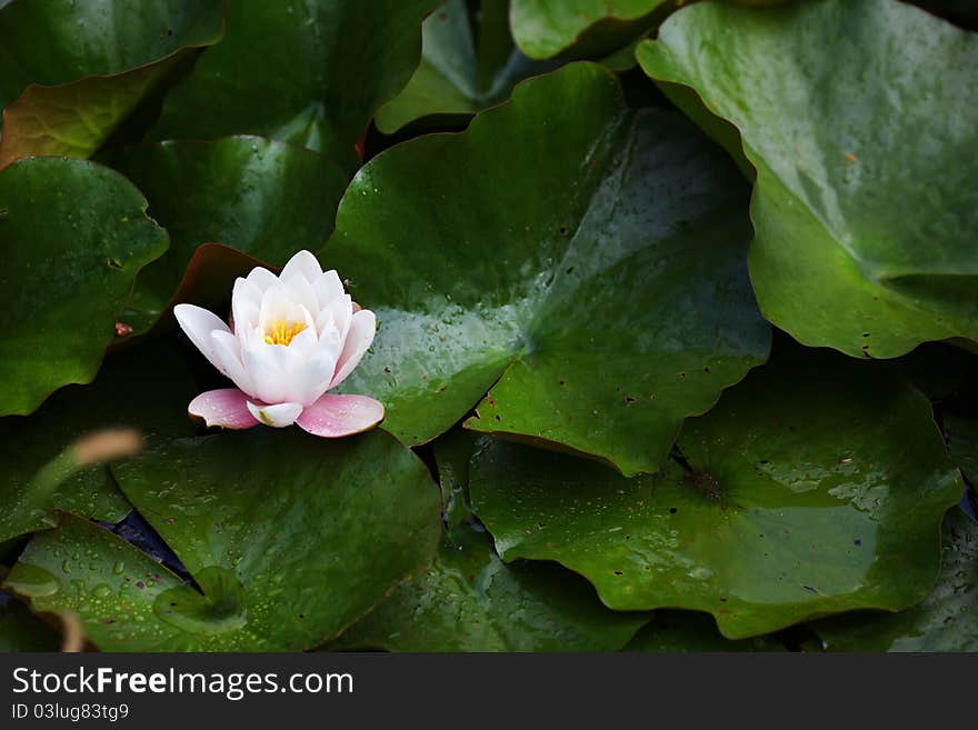 Water lily with white and pink blossom