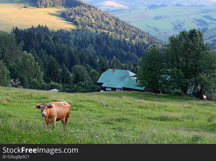 Cow in alp mountains, Switzerland