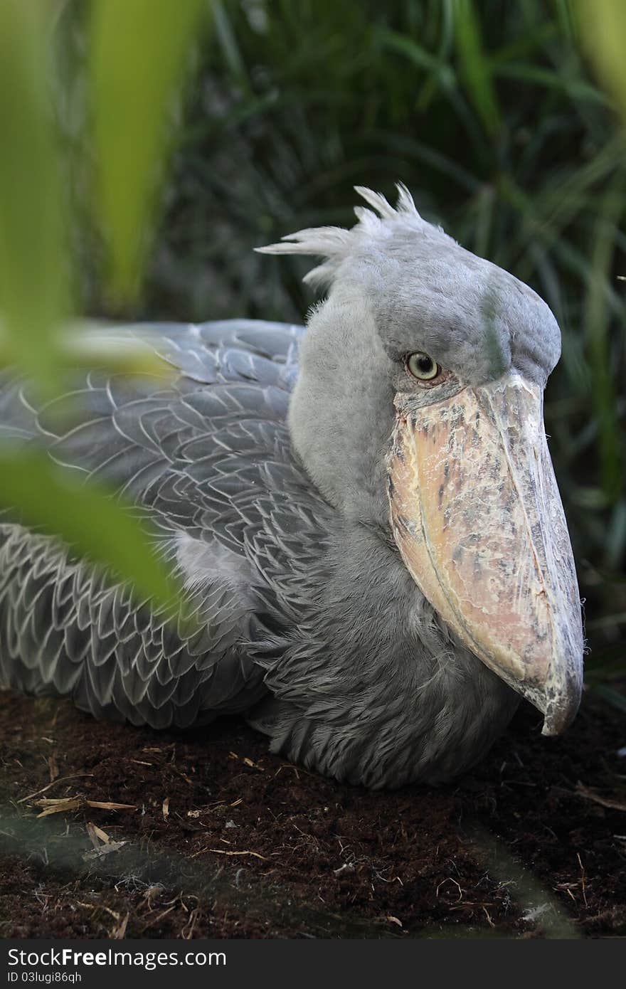 Sitting shoebill