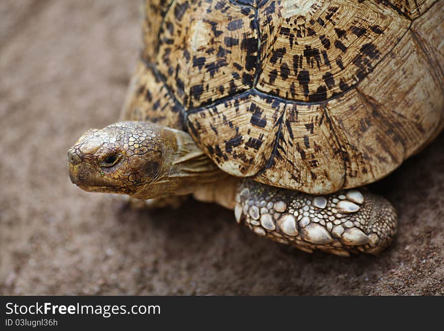 Big Tortoise close-up of head and shell