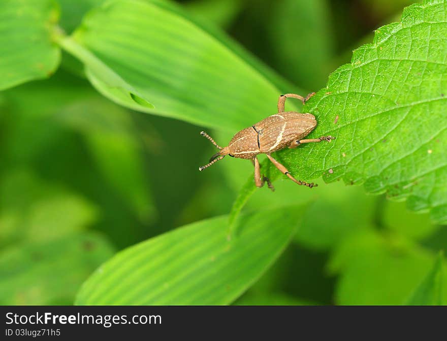 Beetle Weevil