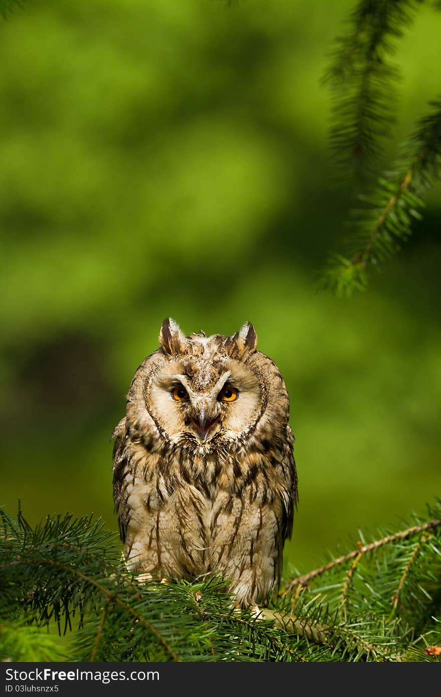 Long Eared Owl