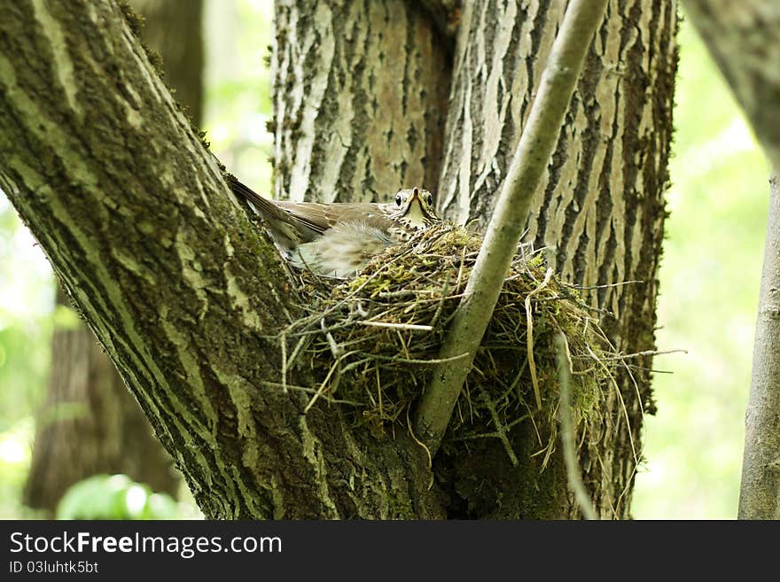 Bird on the nest