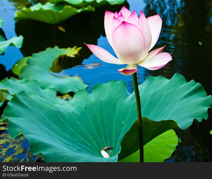 Colorful lotus flower in full bloom