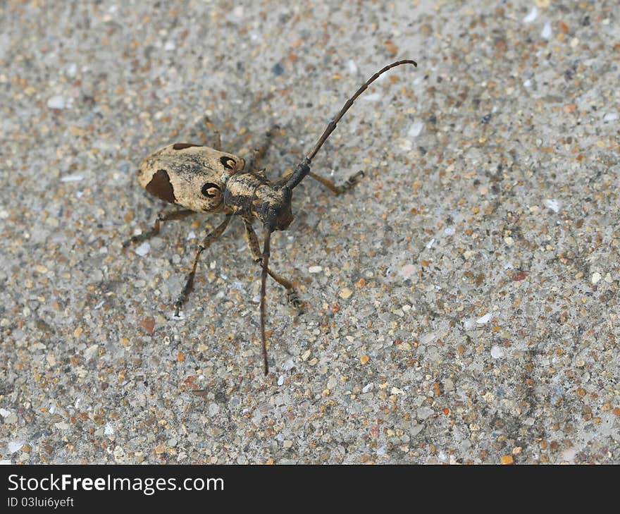 Longhorn beetle