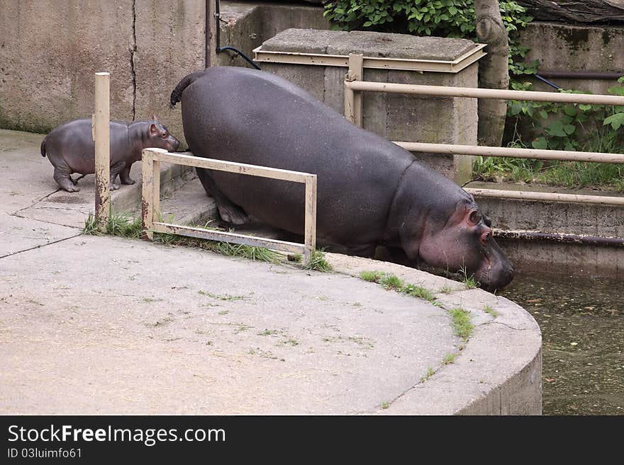 The adult hippotamus followed by her juvenile. The adult hippotamus followed by her juvenile.