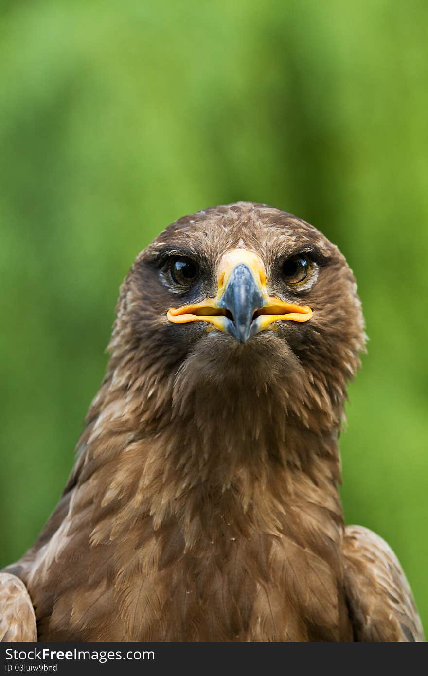 An eagle portrait