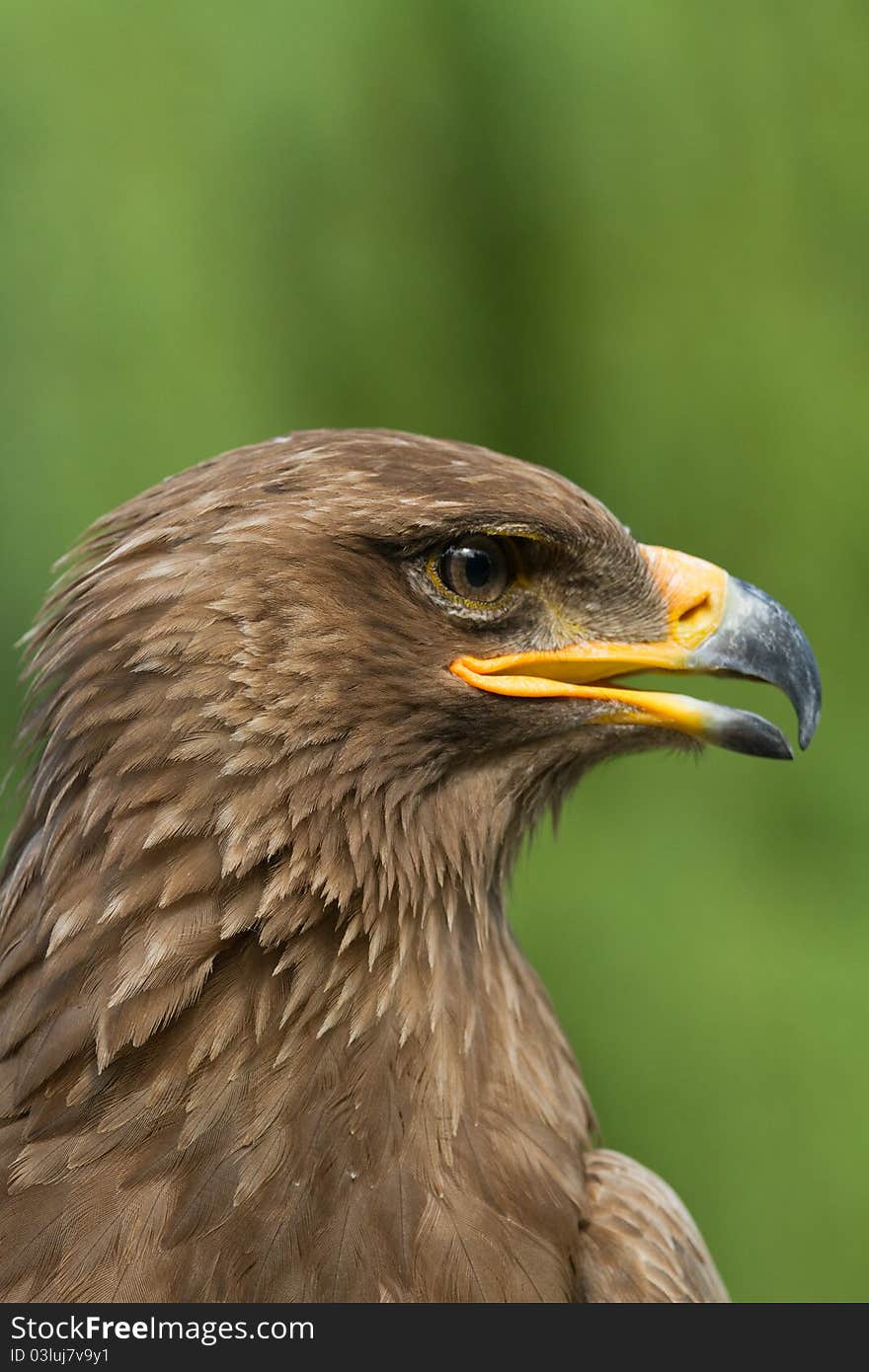 A close portrait of an eagle. A close portrait of an eagle