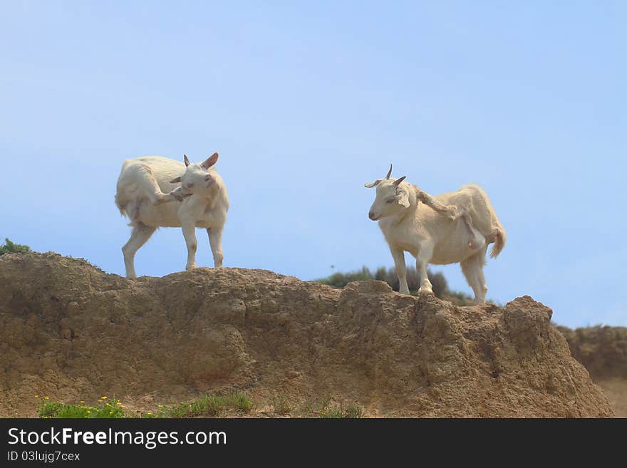 Two goats on the hill.