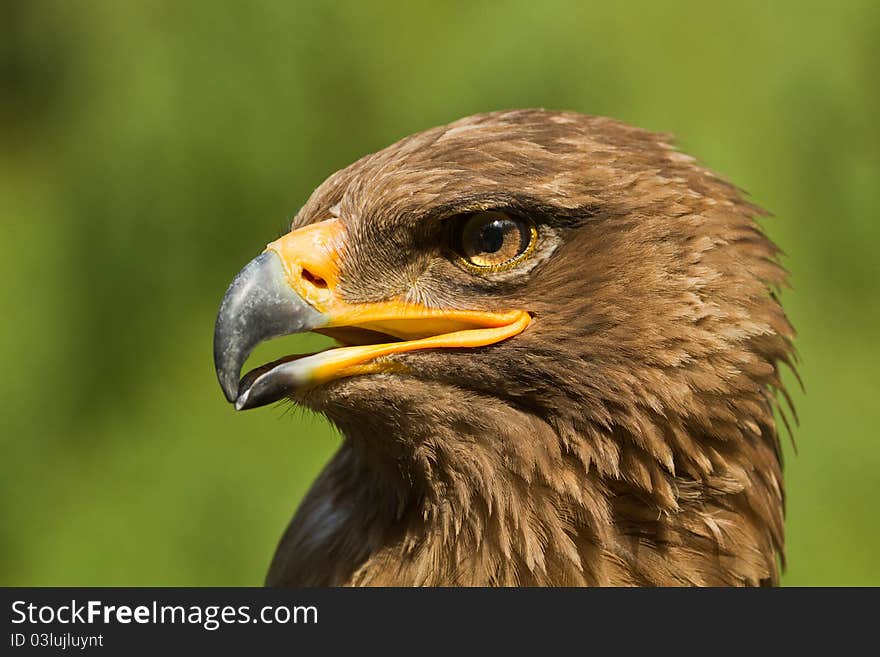 A close portrait of an eagle. A close portrait of an eagle