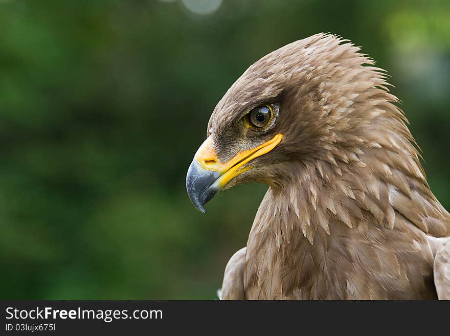 An eagle portrait