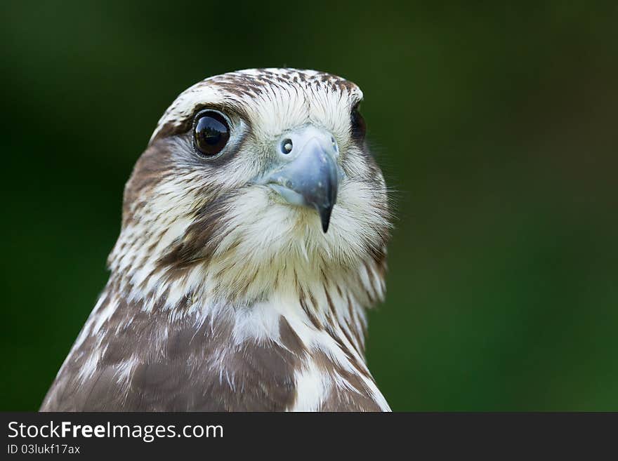 A close portrait of a hawk. A close portrait of a hawk