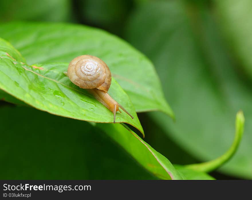 Snail on a green leaf .