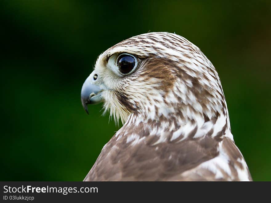 A Hawk Portrait