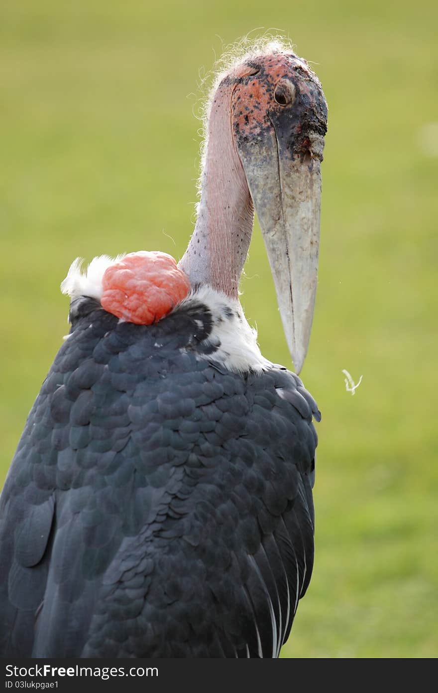 The detail of marabou stork.