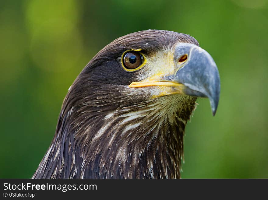 A close portrait of an eagle. A close portrait of an eagle