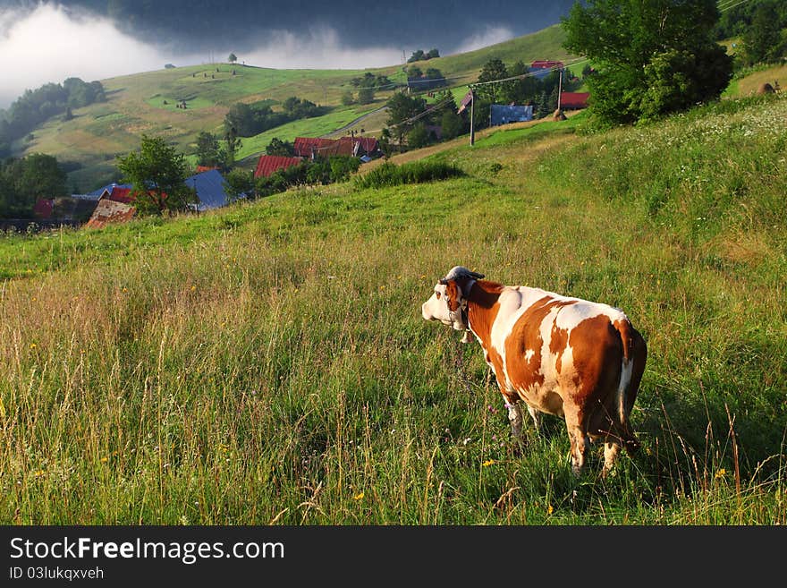 Cow in alp mountains