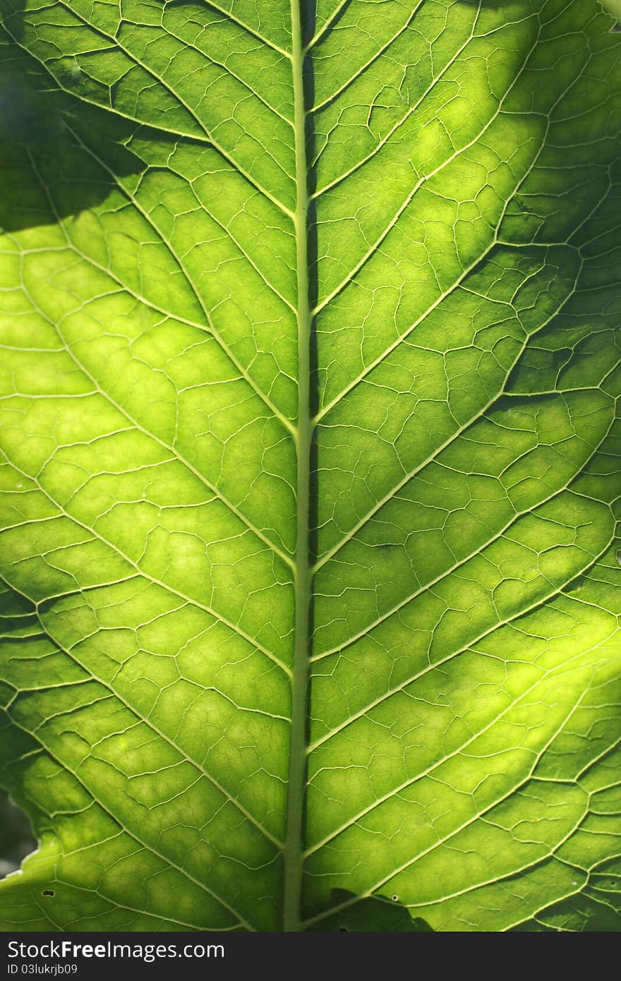 Color photo of a green leaf