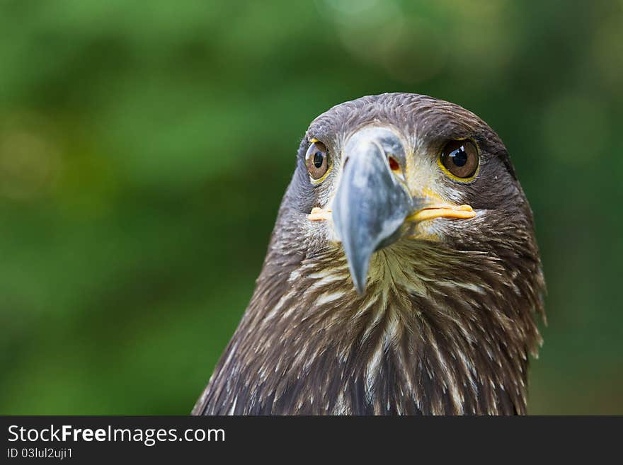 A close portrait of an eagle. A close portrait of an eagle