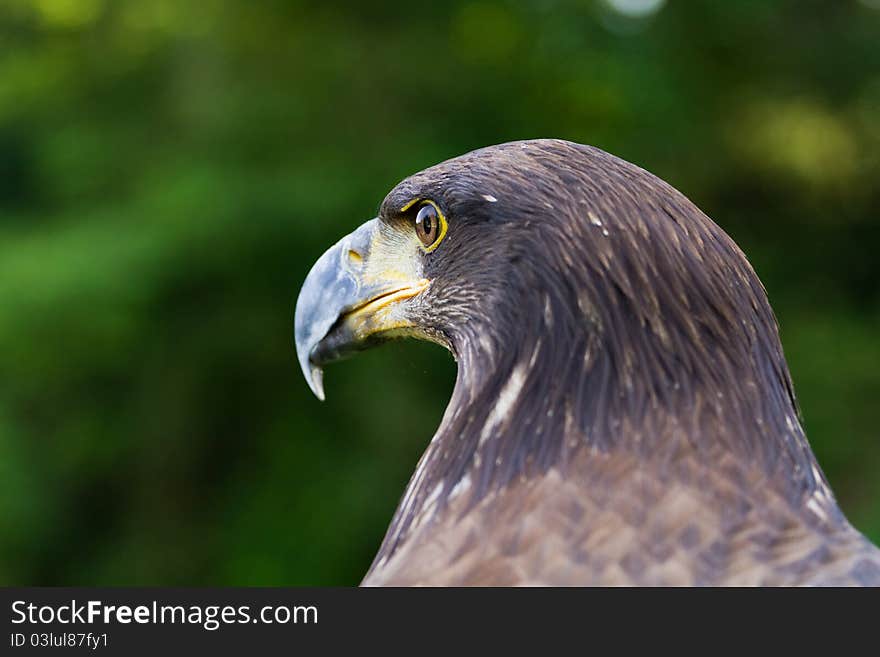 An eagle portrait