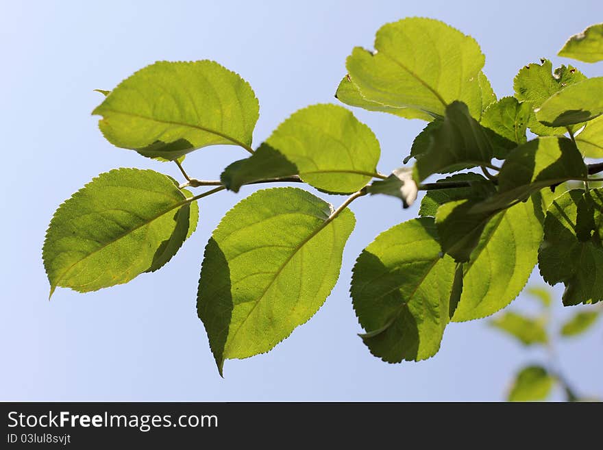 Color photo of a green leaf. Color photo of a green leaf