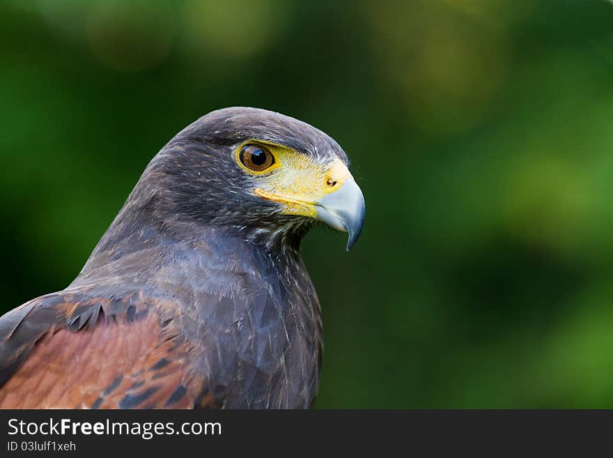 A Harris Hawk close portrait