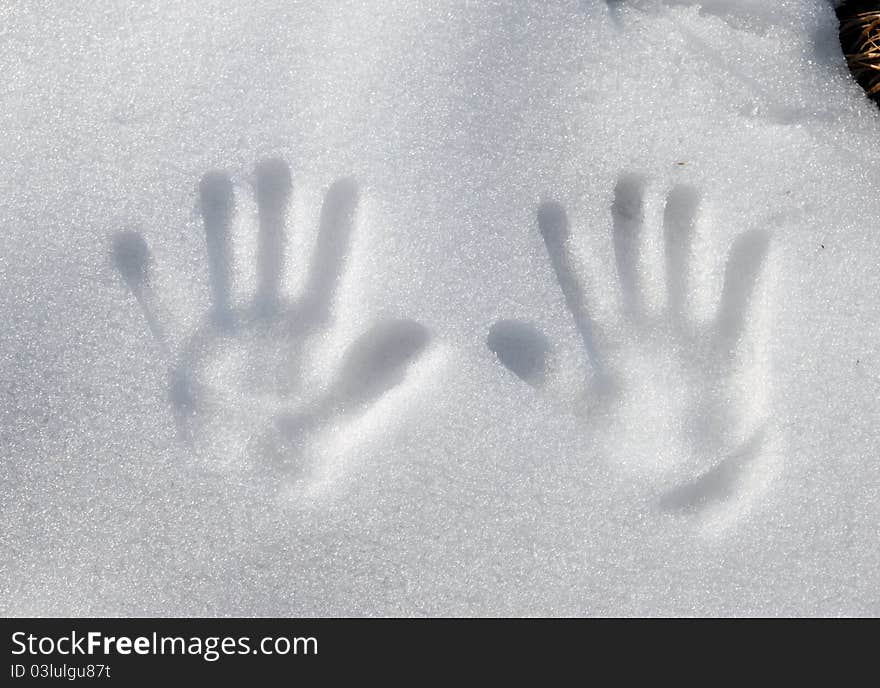 Print of two arms at snow surface closeup. Print of two arms at snow surface closeup