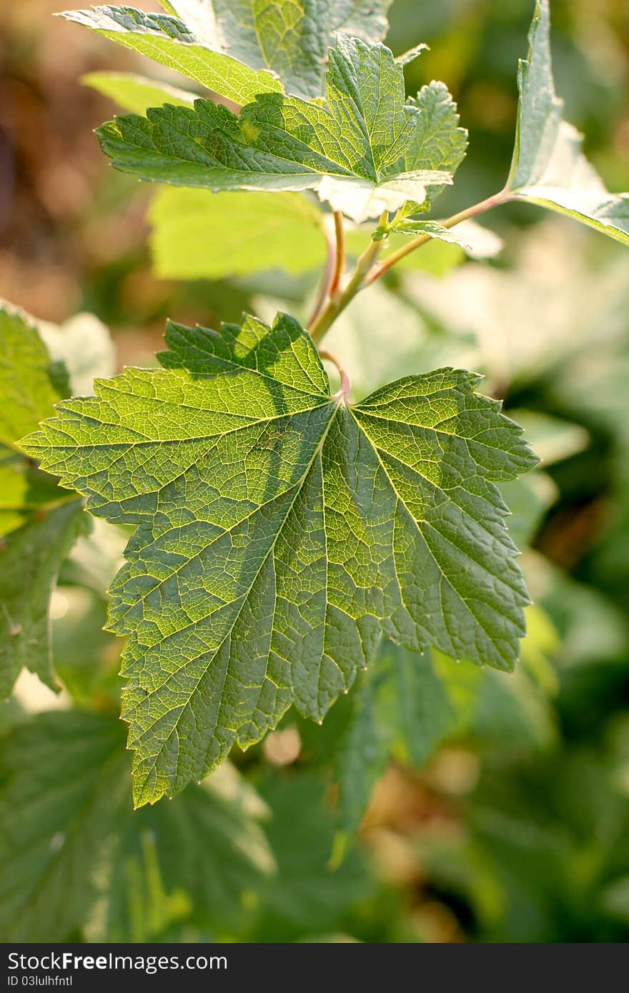 Color photo of a green leaf