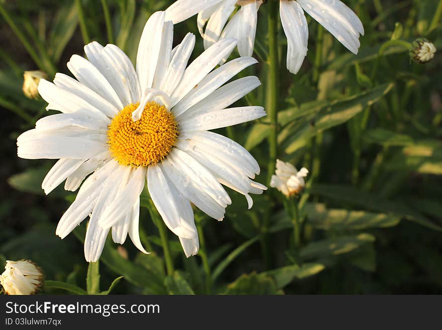 Color photo of daisies on a background of grass. Color photo of daisies on a background of grass