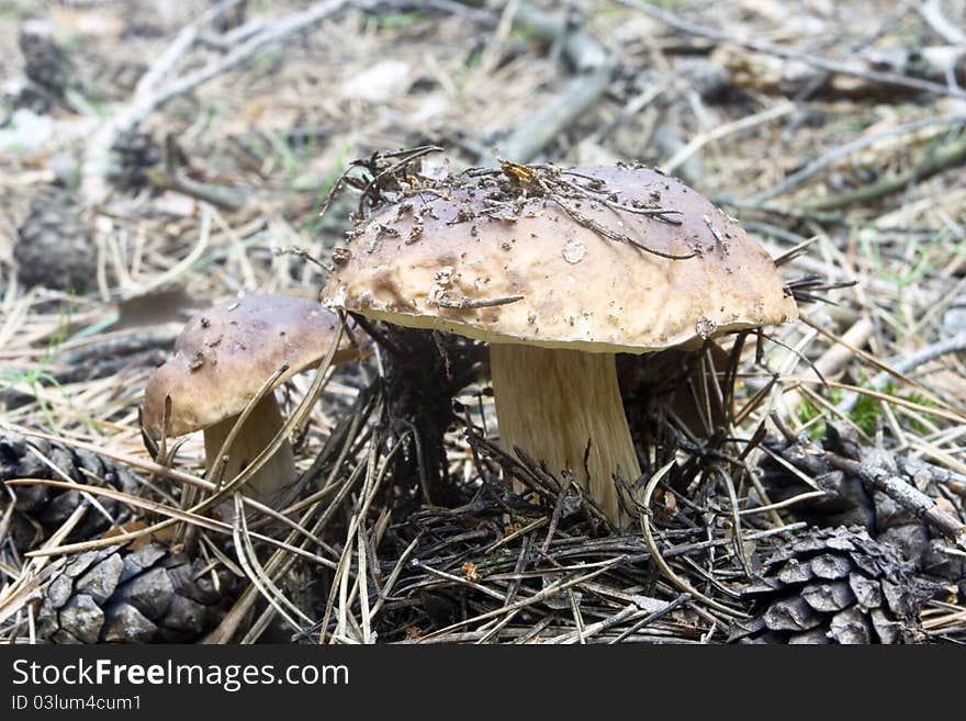 Prized as an ingredient in various foods, Boletus edulis is an edible mushroom held in high regard in many cuisines, and is commonly prepared and eaten in soups, pasta, or risotto. The mushroom is low in fat and digestible carbohydrates, and high in protein, vitamins, minerals and dietary fibre. Available fresh in autumn in Central, Southern and Northern Europe, it is most often dried, packaged an