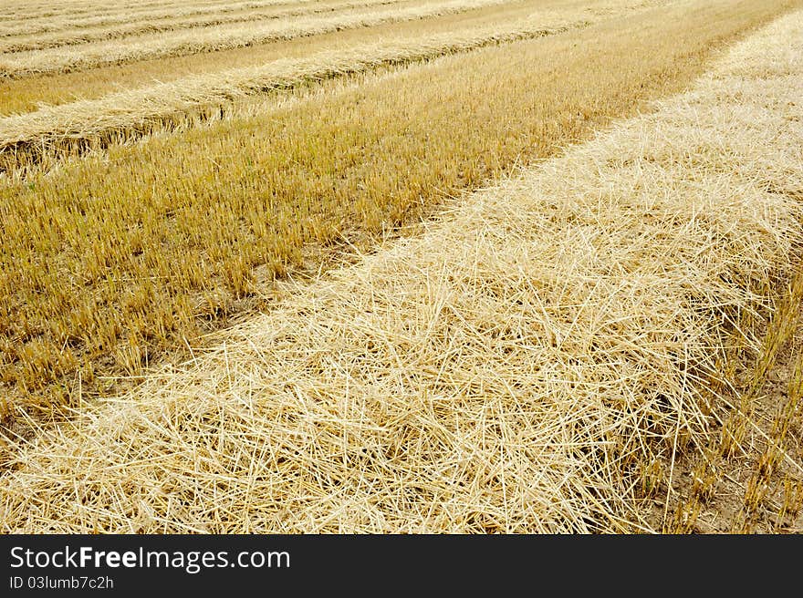 Dry agricultural field after harvest