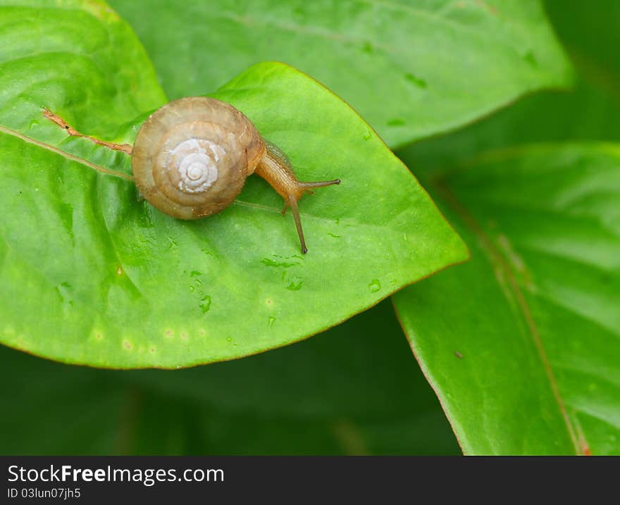 Snail on a green leaf . Photo taken on: June 30th, 2011