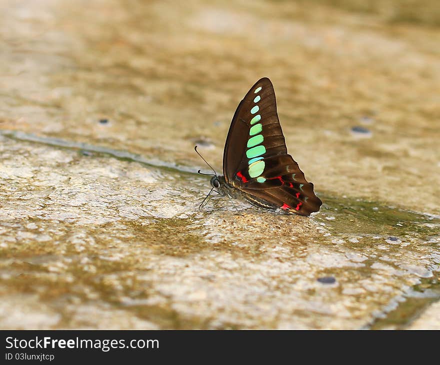 Close up view of a beautiful Butterfly(Graphium sarpedon) on a wet road. Photo taken on: June 12th, 2011