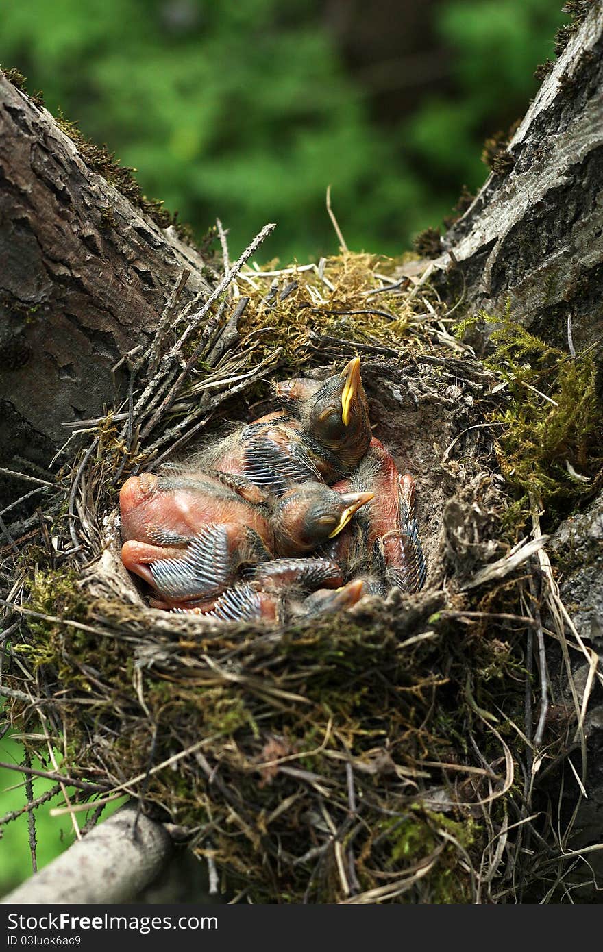 Newborn chicks in the nest of a thrush