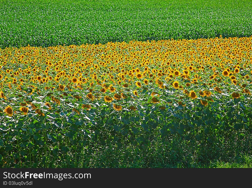 Sunflower and corn fields