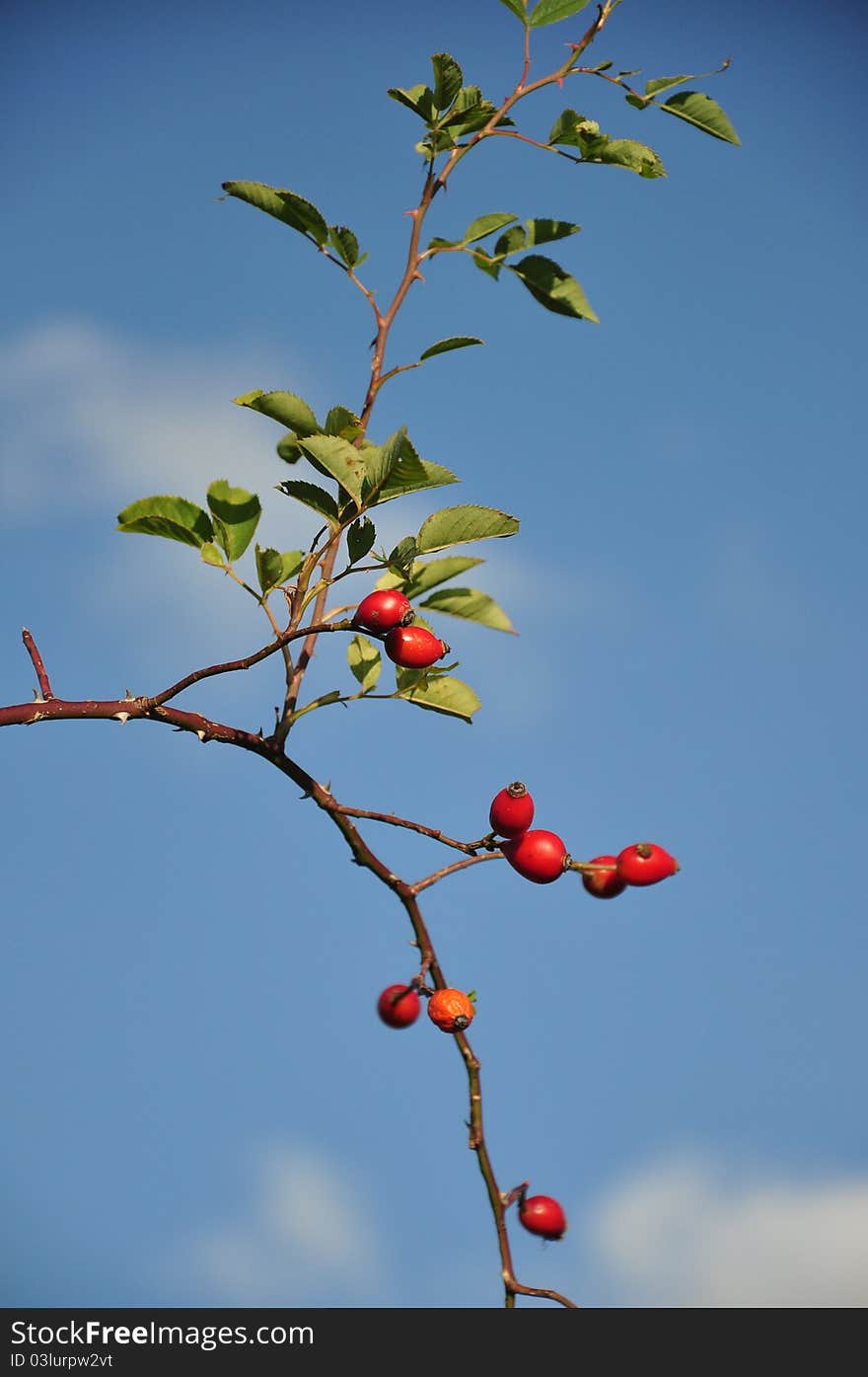 Autumn rose hip in front of the blue sky. Autumn rose hip in front of the blue sky