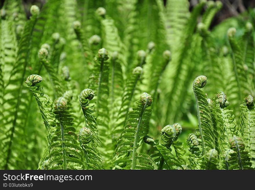 Walking-fern in the forest. Walking-fern in the forest