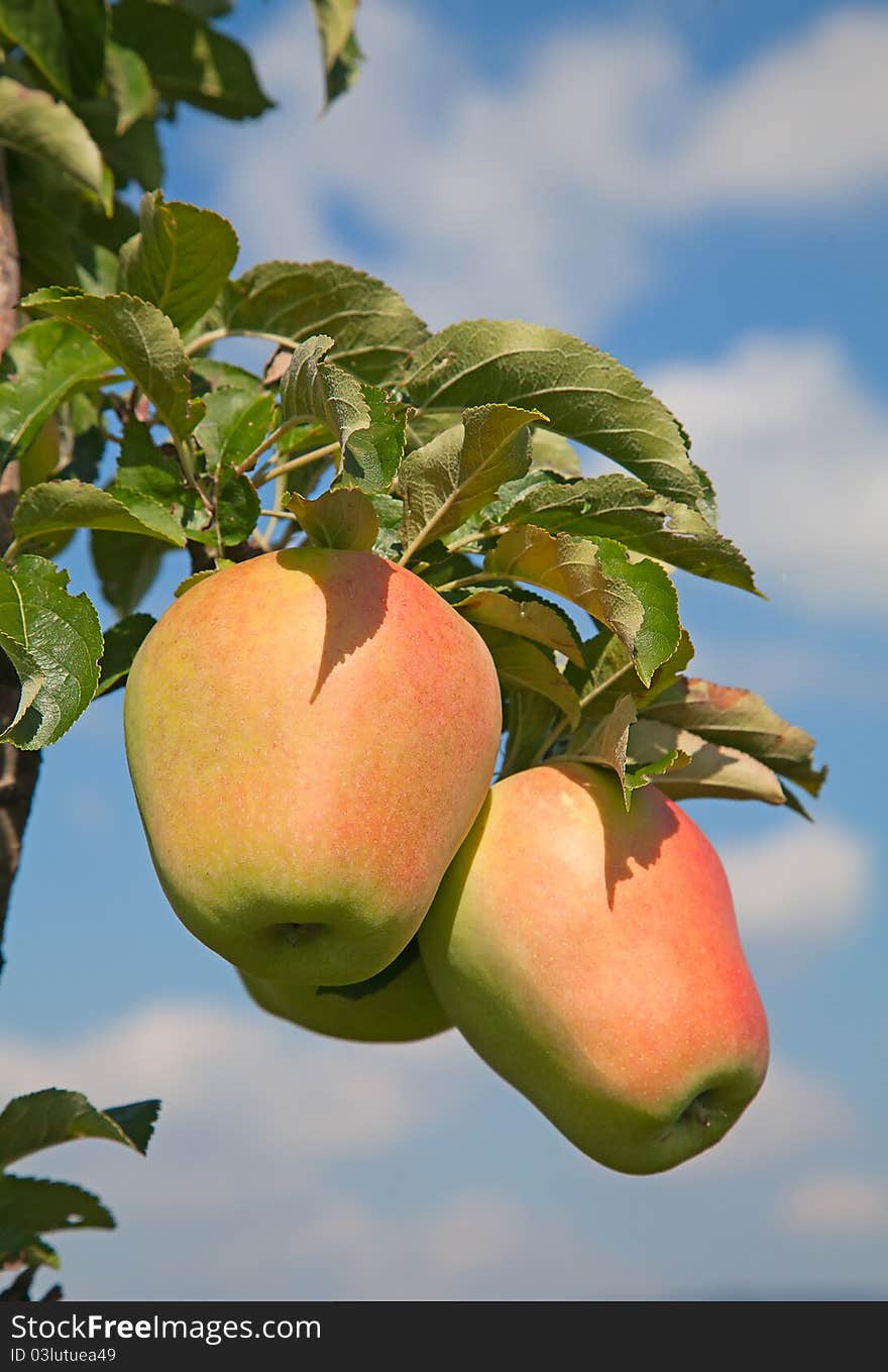 Apple garden full of riped red apples