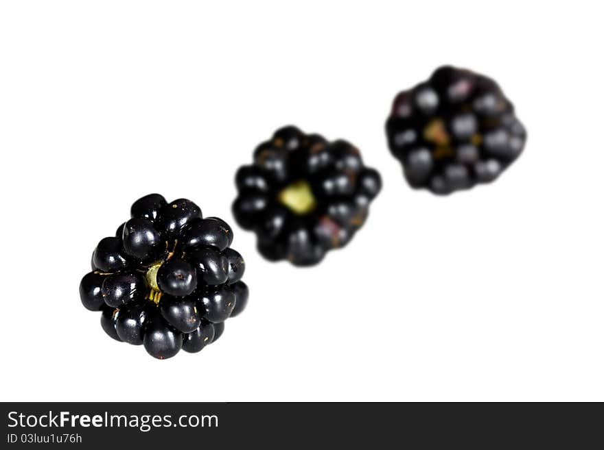 Isolated on white,blackberry ,Rubus fruticosus,close up .