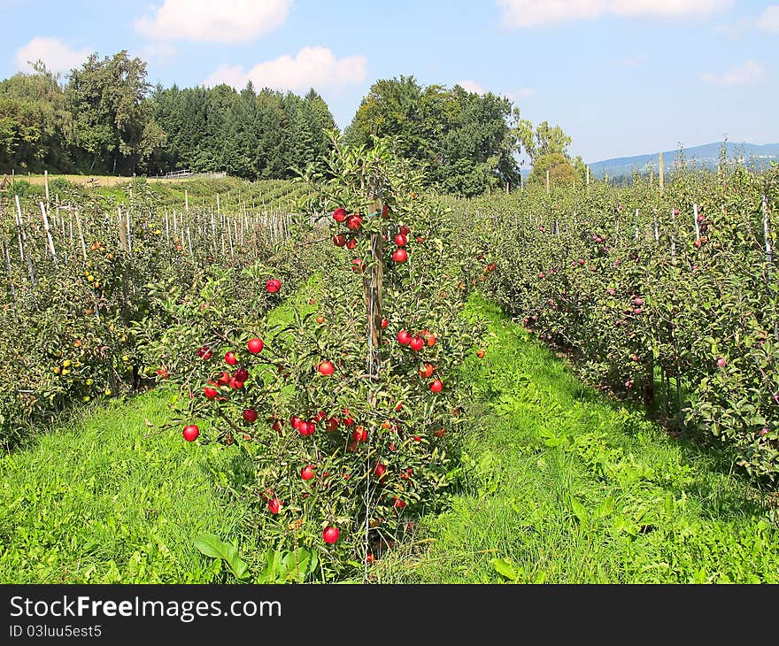 Apple garden full of riped red apples