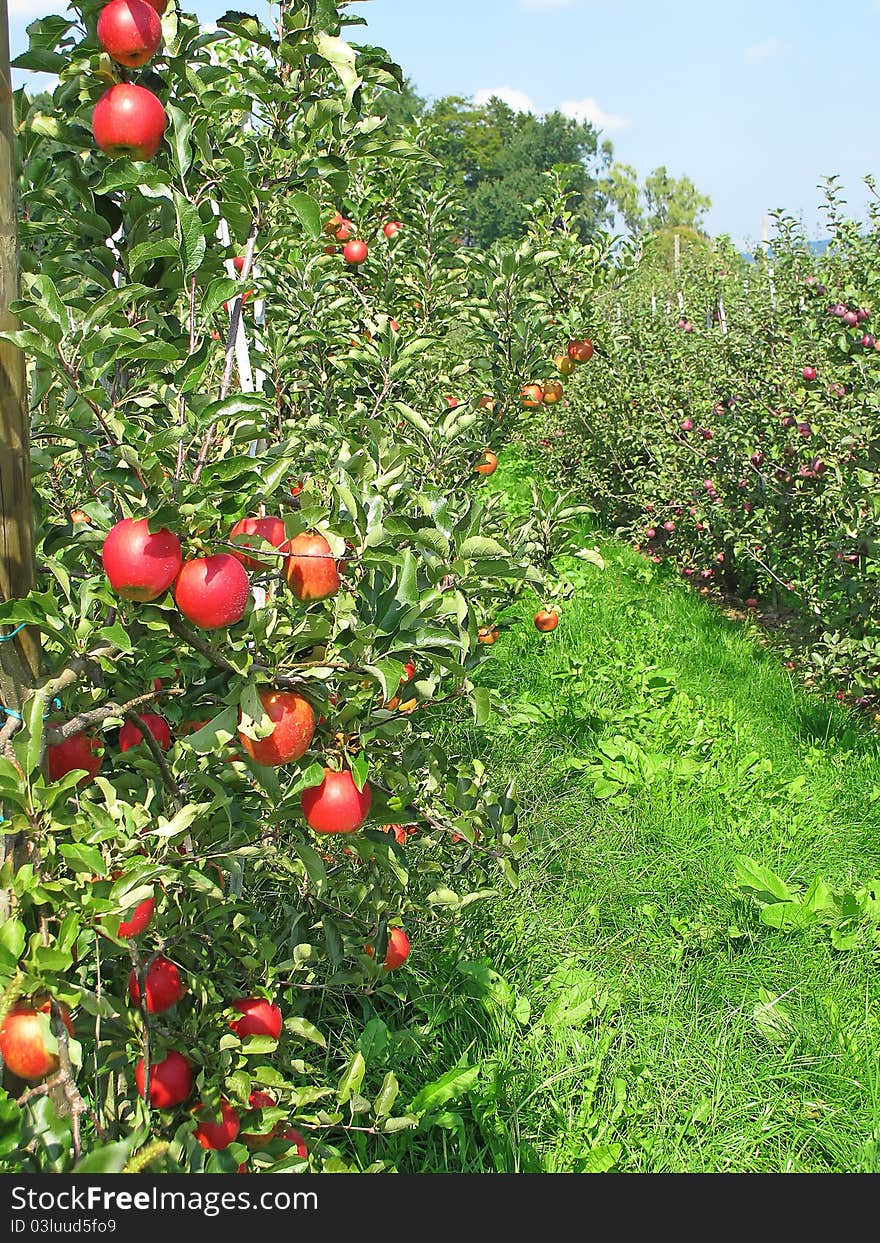 Apple garden full of riped red apples