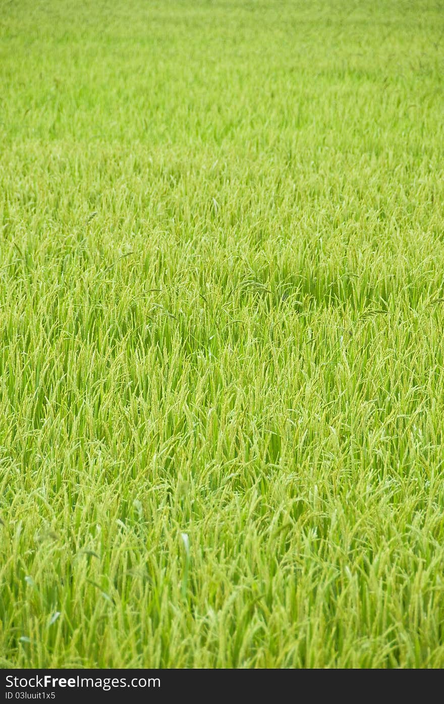 Golden rice field in Thailand