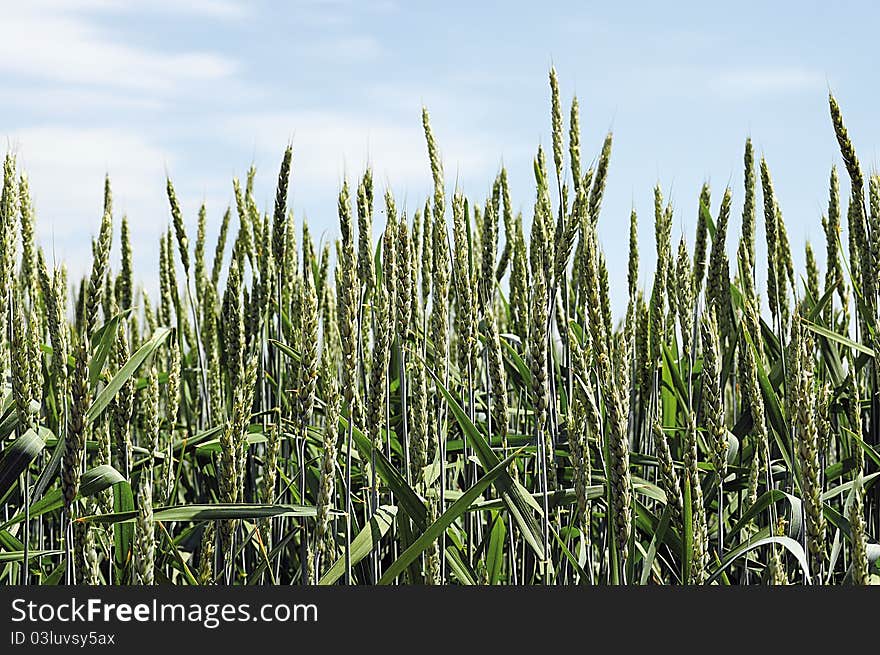 Green wheat field