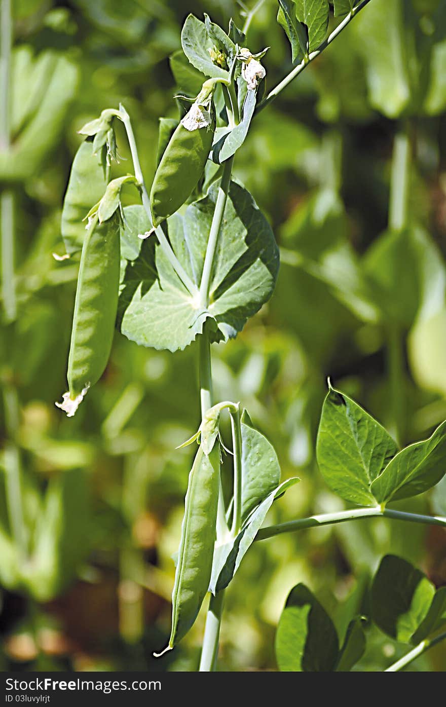 Pea Plant is in the field