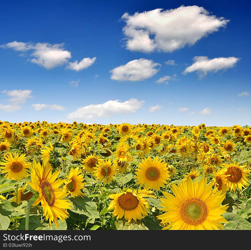 Beautiful and big sunflower field